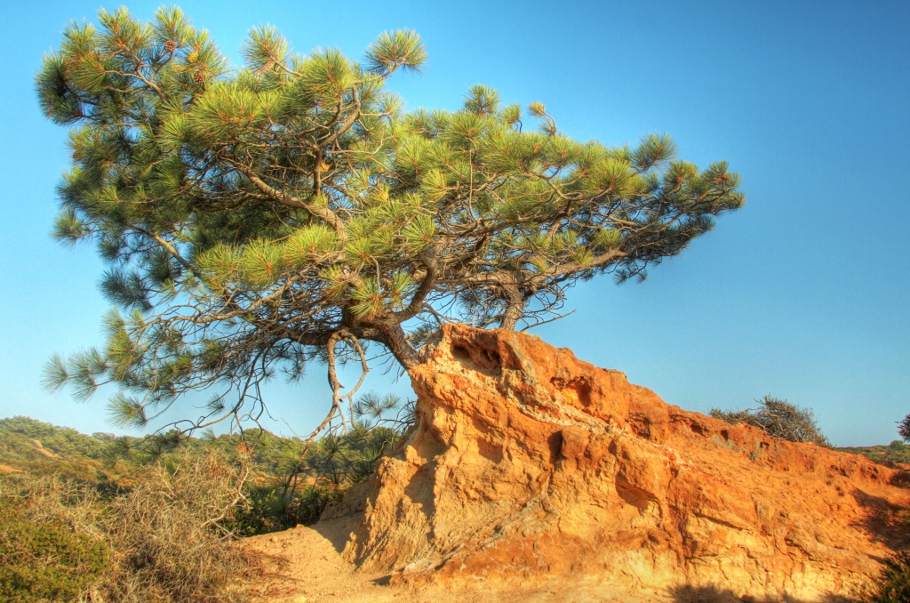 Torrey Pine by orangecrush