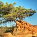 Torrey Pine by orangecrush