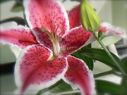 1st Jun 2011 - stargazer lily
