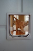 1st Jun 2011 - Cat Door