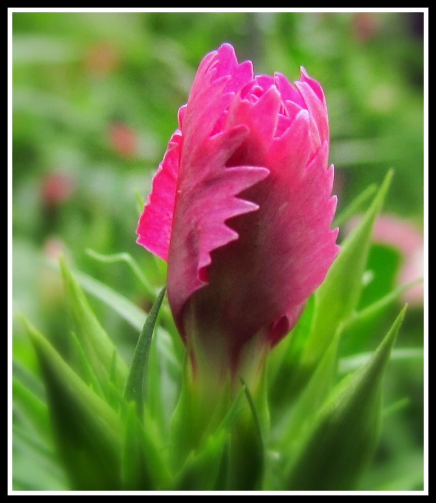 Dianthus Bud by glimpses