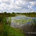 Viera Wetlands Landscape by twofunlabs