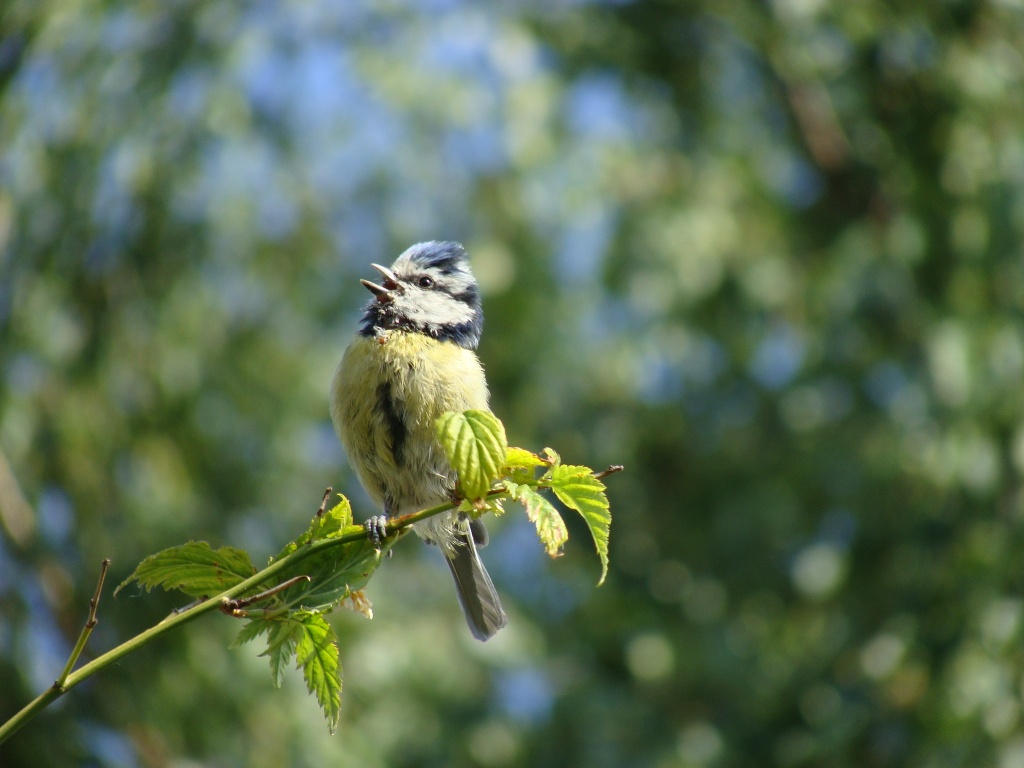 Blue-tit cheeping by busylady