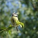Blue-tit cheeping by busylady