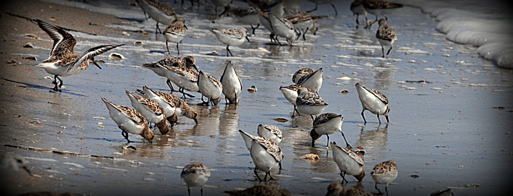 Sandpipers by peggysirk