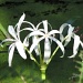 white lily by mjmaven