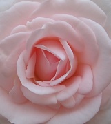 2nd Jun 2011 - Pink Rose