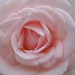 Pink Rose by karendalling
