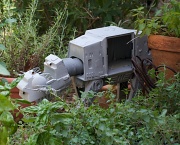 1st Jun 2011 - The AT-AT in my herb garden