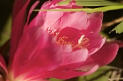 22nd May 2011 - Epiphyllum