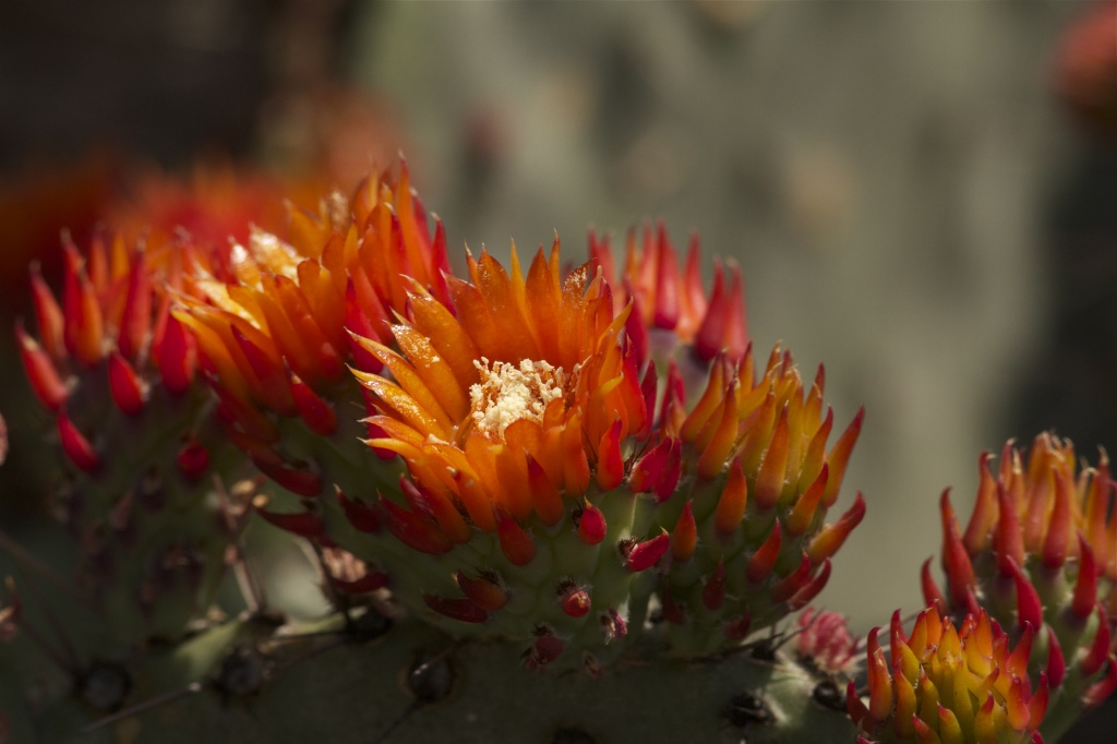 Cactus Flower by robv