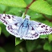 Fuzzy Wuzzy Moth with Eyelashes by grannysue