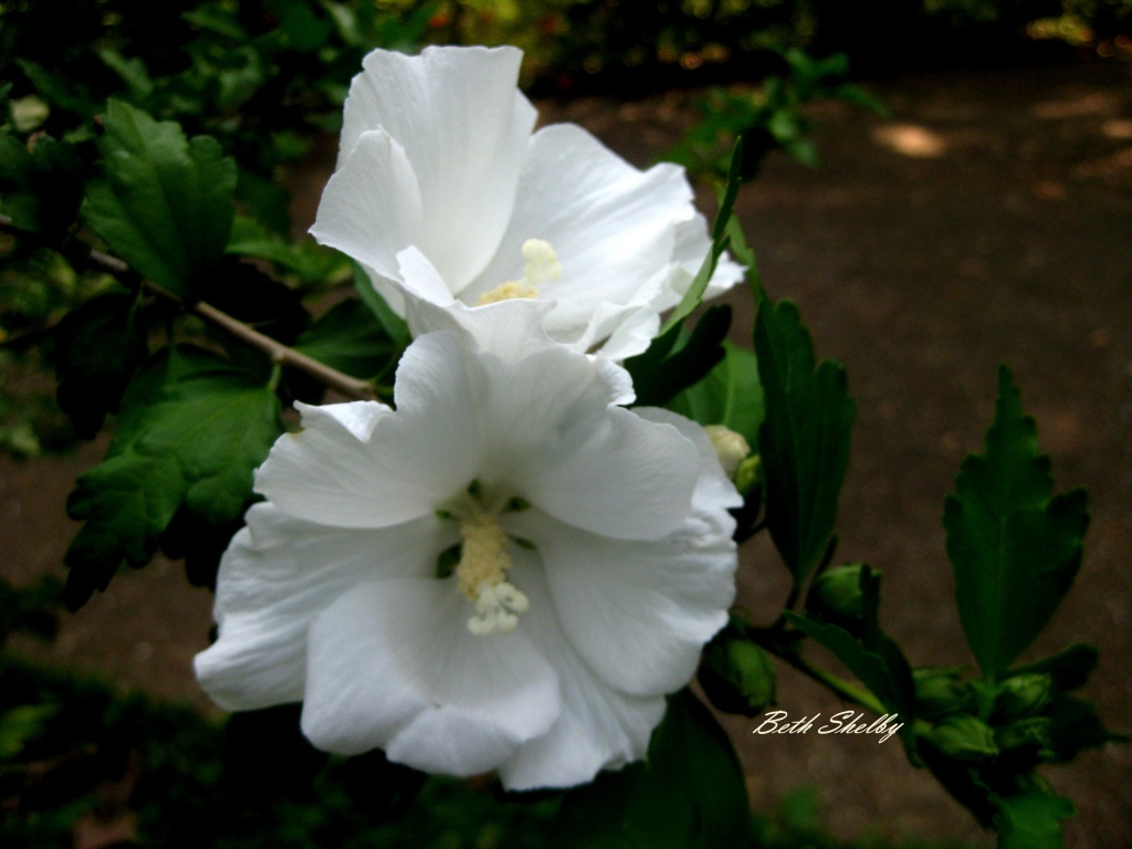 Althea or Rose of Sharon by vernabeth