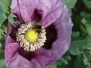 3rd Jun 2011 - Poppy with bee