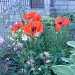 poppies in the garden by sarah19