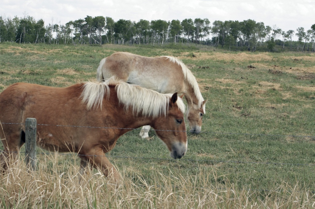 Horses by laurentye