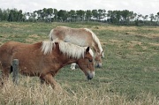 30th May 2011 - Horses