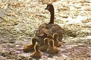 3rd Jun 2011 - Mother Goose
