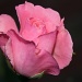 Pink rose by svestdonley