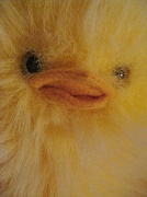 2nd Jun 2011 - chickadee. 