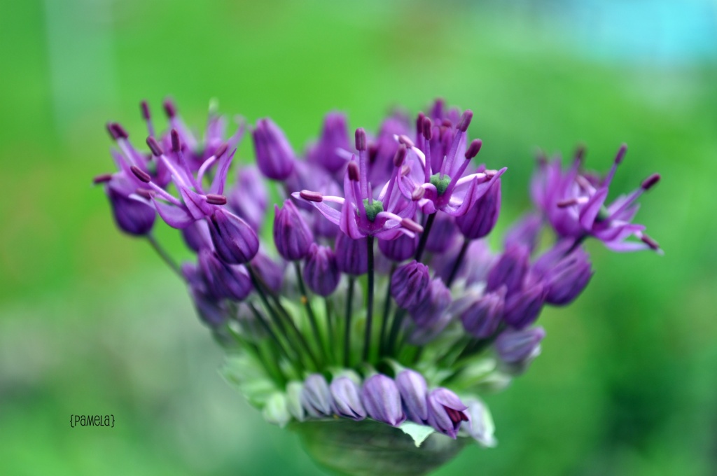 allium... by earthbeone