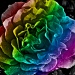 rainbow rose final by winshez