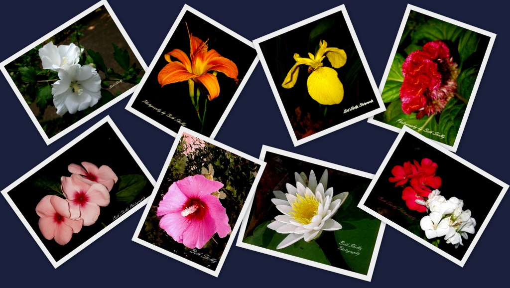 collage flowers jpg by vernabeth