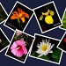collage flowers jpg by vernabeth