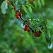 Cherries by parisouailleurs