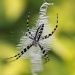 Spider by stcyr1up