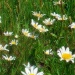 Daisy, daisy by haagjes