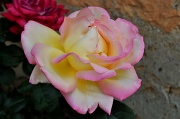 4th Jun 2011 - Rose 