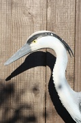 1st Jun 2011 - My First 365 Wildlife Attempt...a Heron close up 