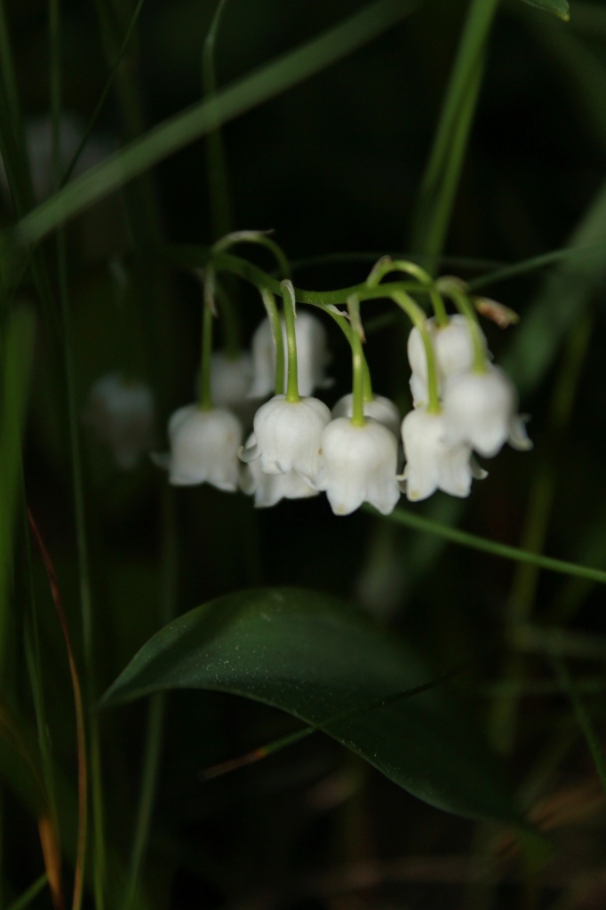 Lily of the Valley by mandyj92