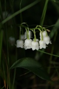 4th Jun 2011 - Lily of the Valley