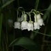 Lily of the Valley by mandyj92