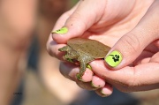 5th Jun 2011 - baby snapper....