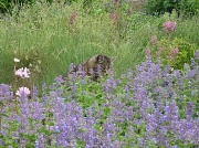 5th Jun 2011 - Castle Fraser gardens cat
