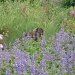 Castle Fraser gardens cat by sarah19