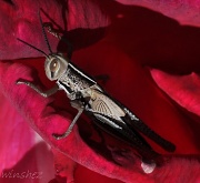 5th Jun 2011 - grasshopper