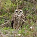 burrowing owl by mjmaven