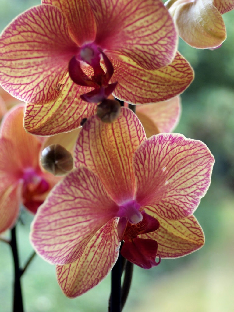 My orchid - Phalaenopsis by mattjcuk