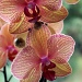 My orchid - Phalaenopsis by mattjcuk