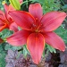 First lily opened by busylady