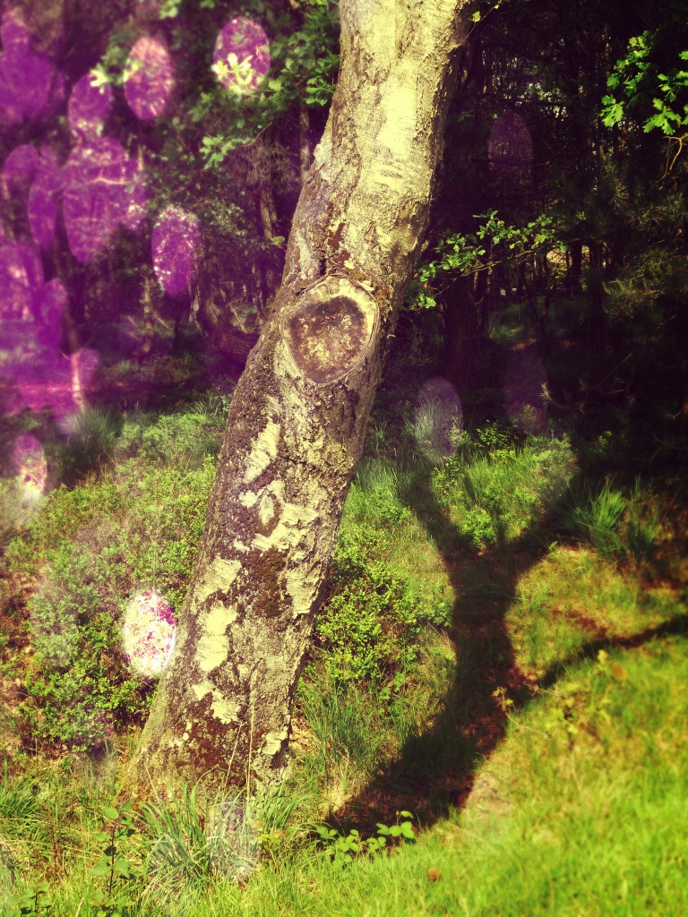 Enchanted woods by sabresun