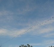 5th Jun 2011 - Flock of geese 
