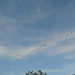 Flock of geese  by dora