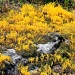 Yellow Moss by grannysue