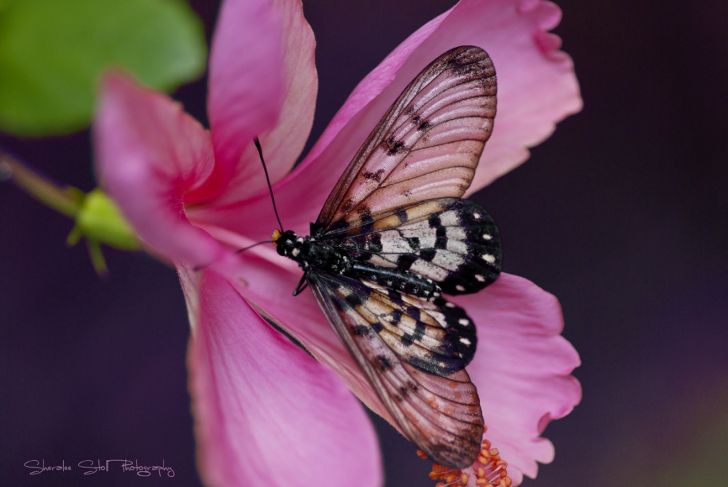 Glasswing Butterfly by bella_ss