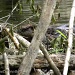 Busy Beaver by sunnygreenwood